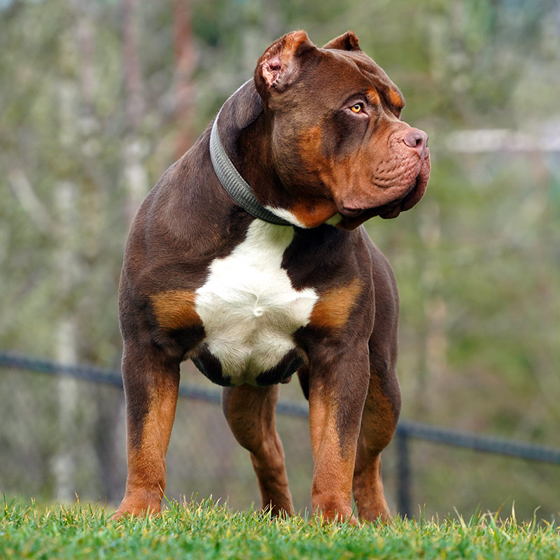 Additional Dog Image