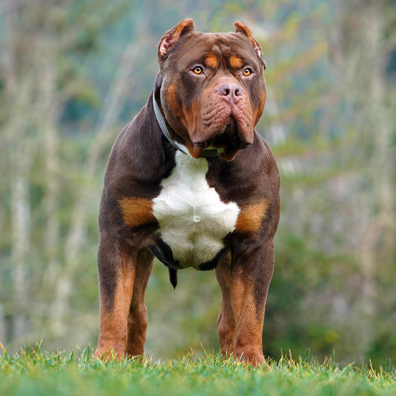 Additional Dog Image