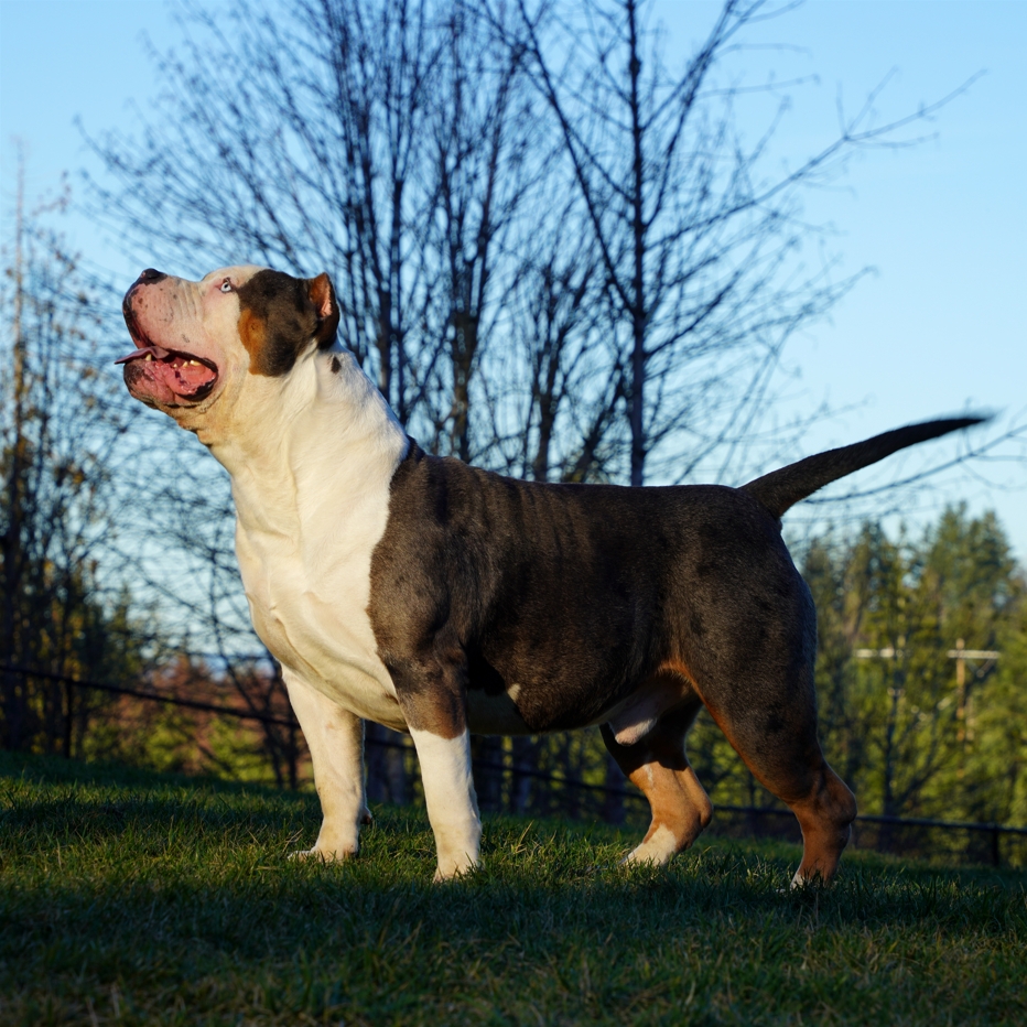 Additional Dog Image