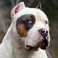 Additional Dog Image