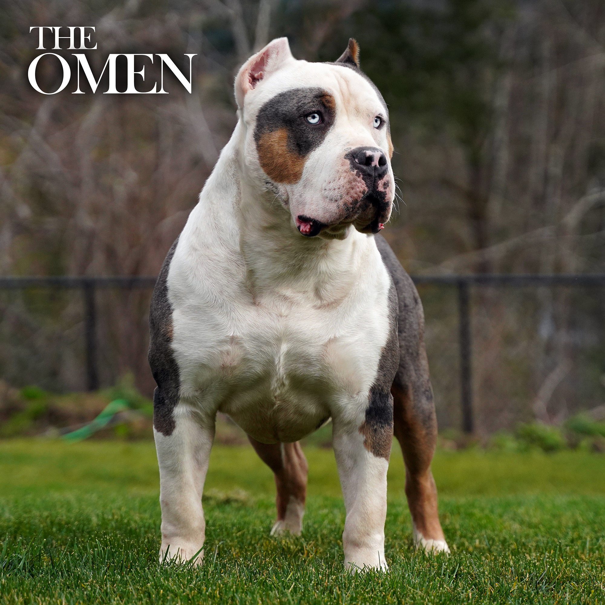 Additional Dog Image