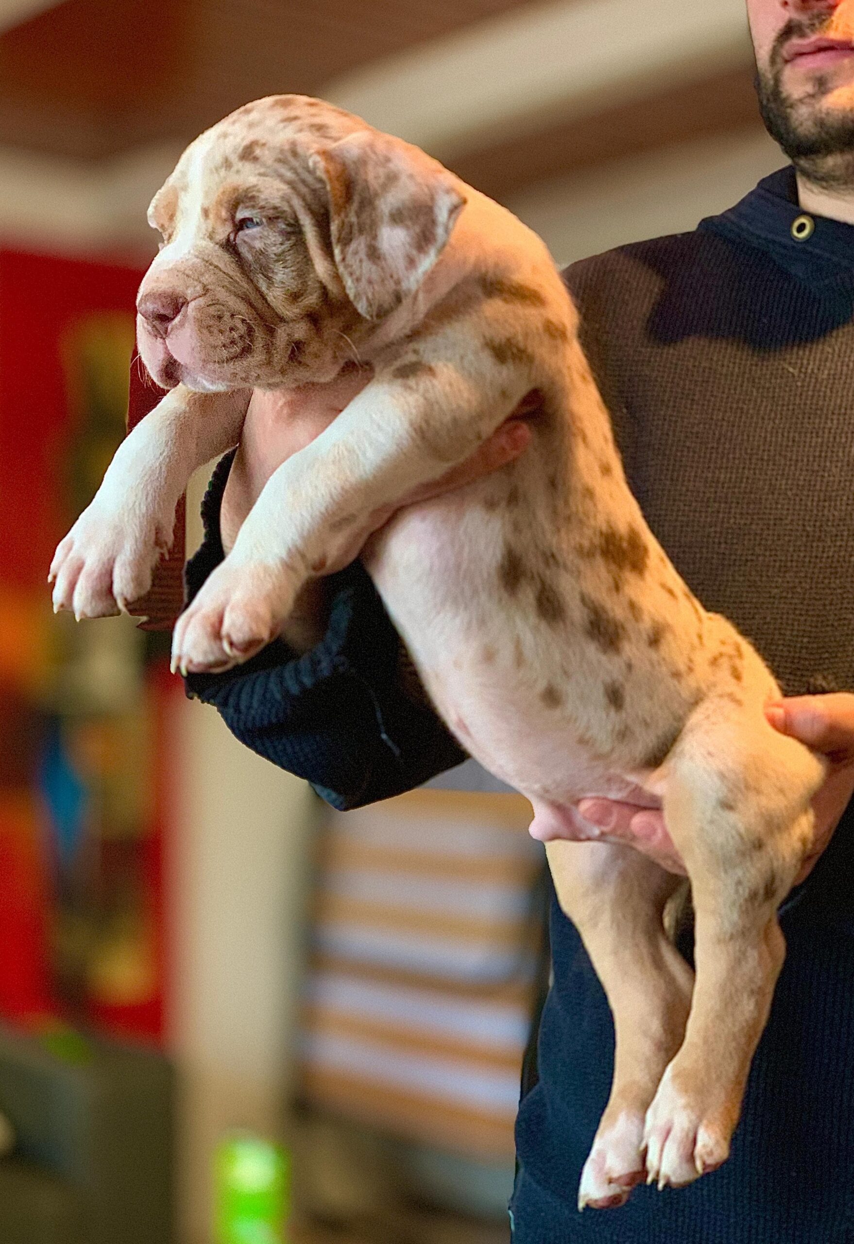 Dog Featured Image
