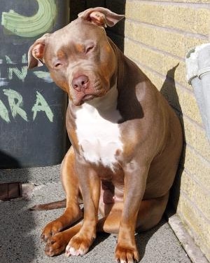 Dog Featured Image