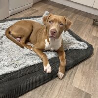 Dog Featured Image