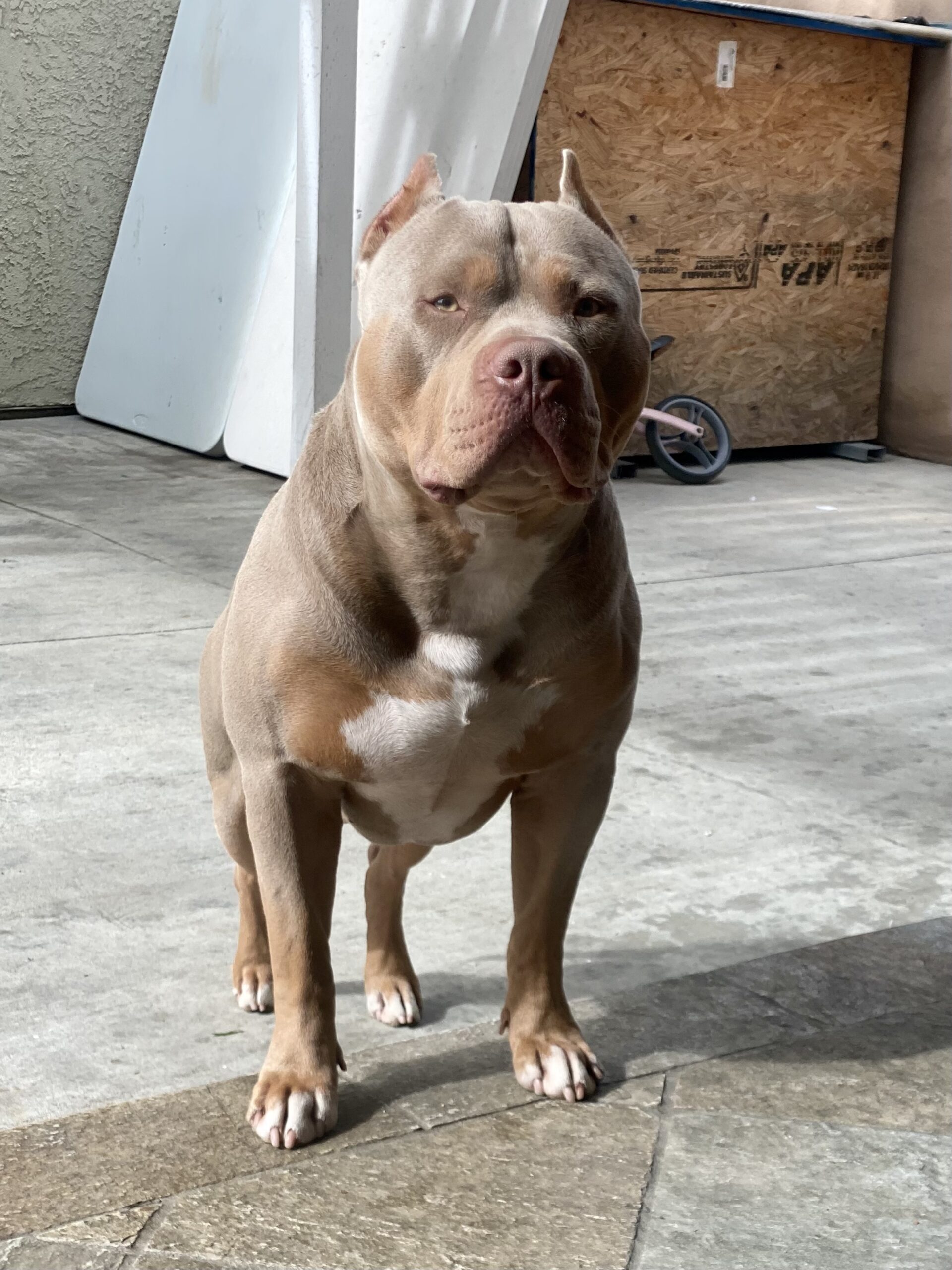 Dog Featured Image