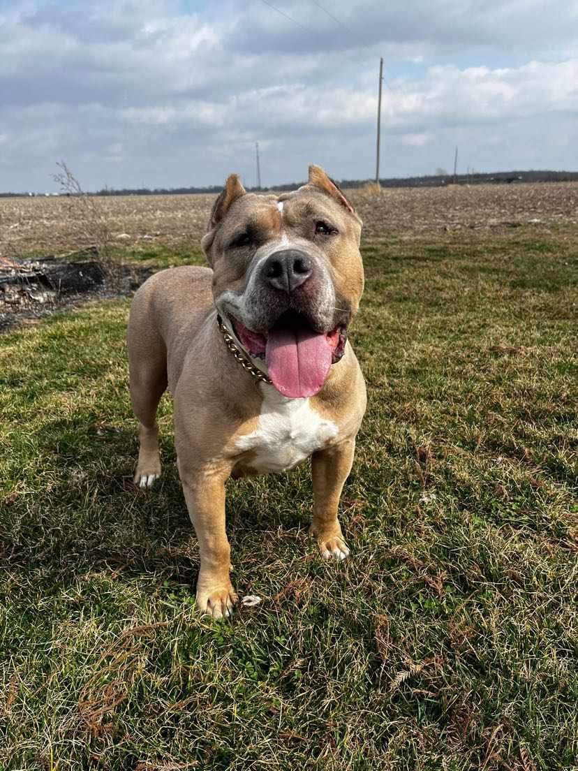 Dog Featured Image