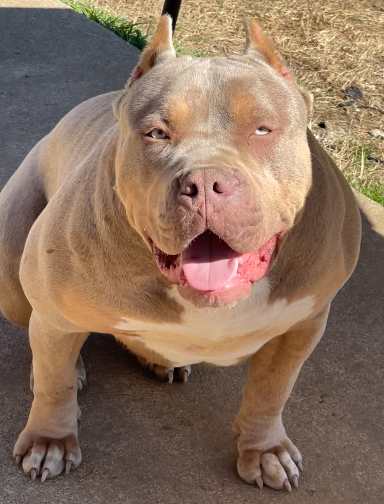 Dog Featured Image