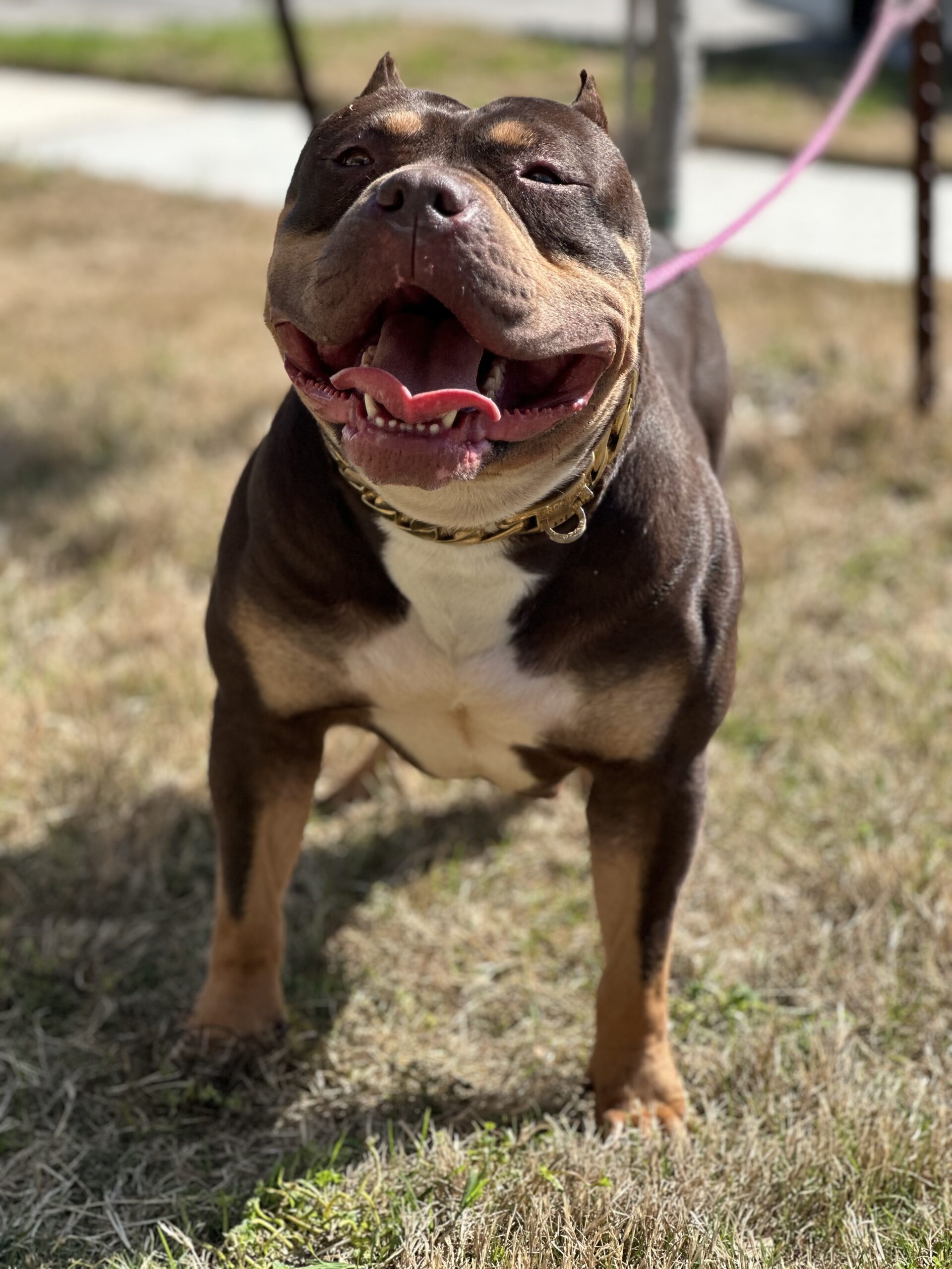 Dog Featured Image