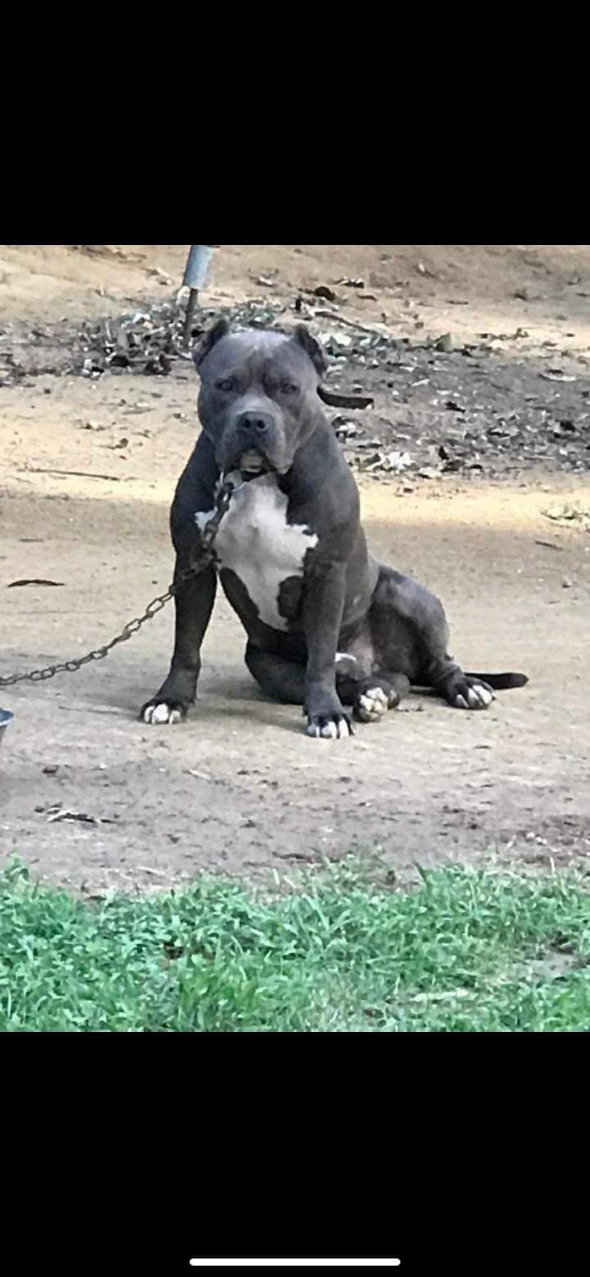 Dog Featured Image