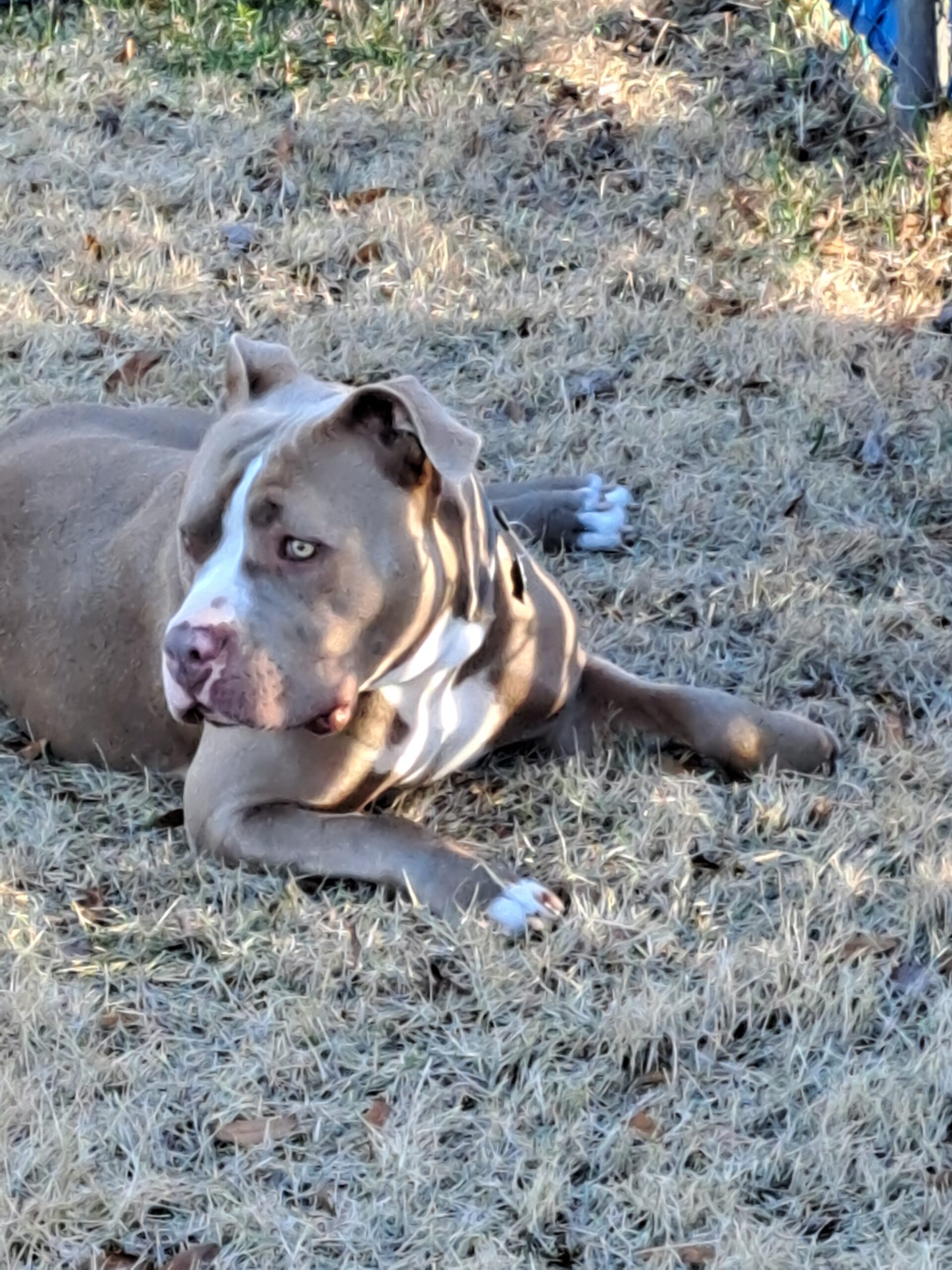 Additional Dog Image