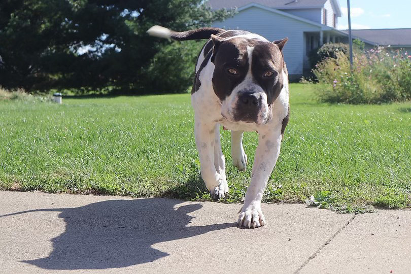 Dog Featured Image