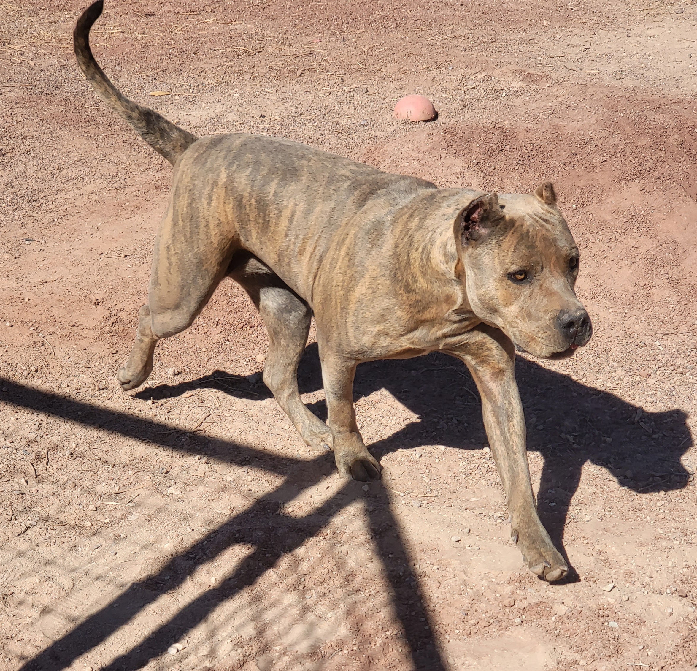 Dog Featured Image