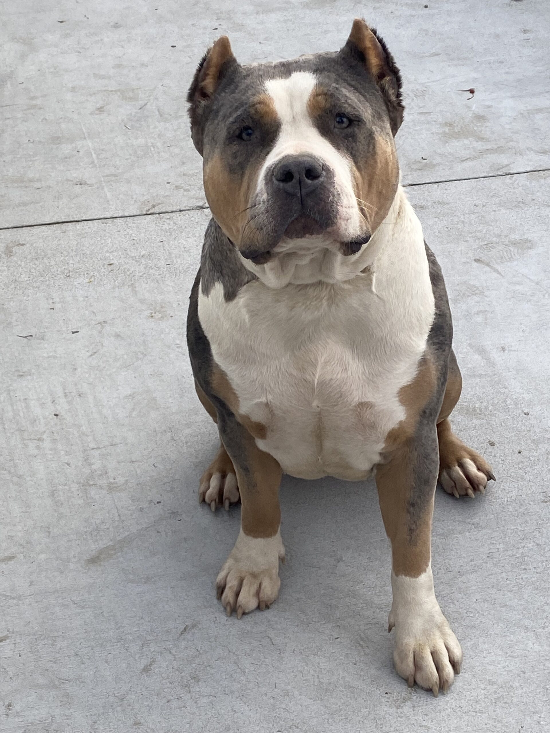 Dog Featured Image