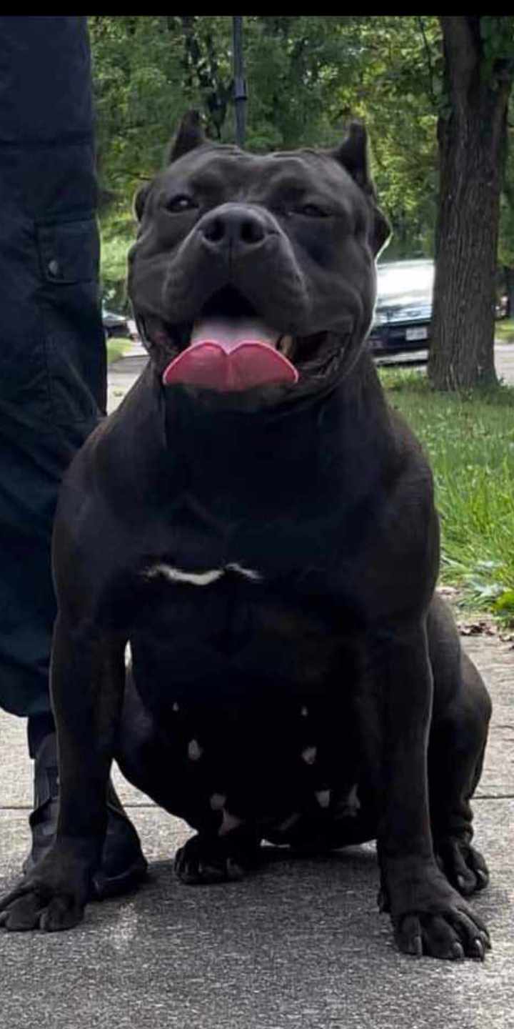 Dog Featured Image