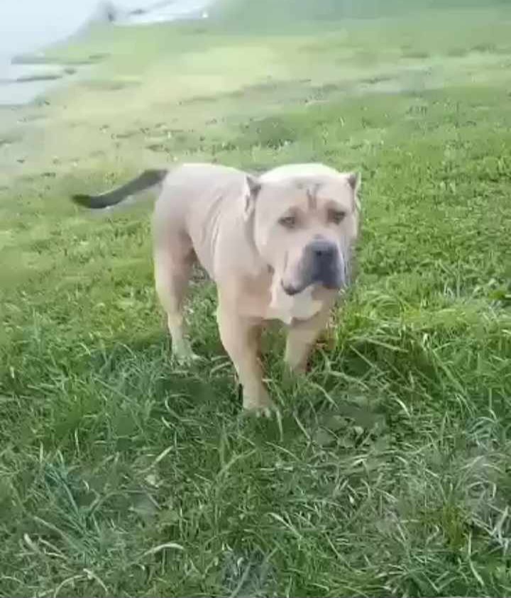 Dog Featured Image