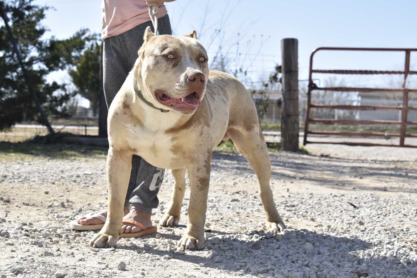 Dog Featured Image