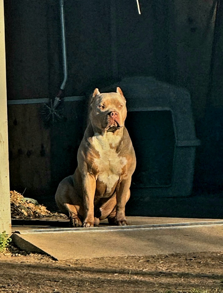 Dog Featured Image