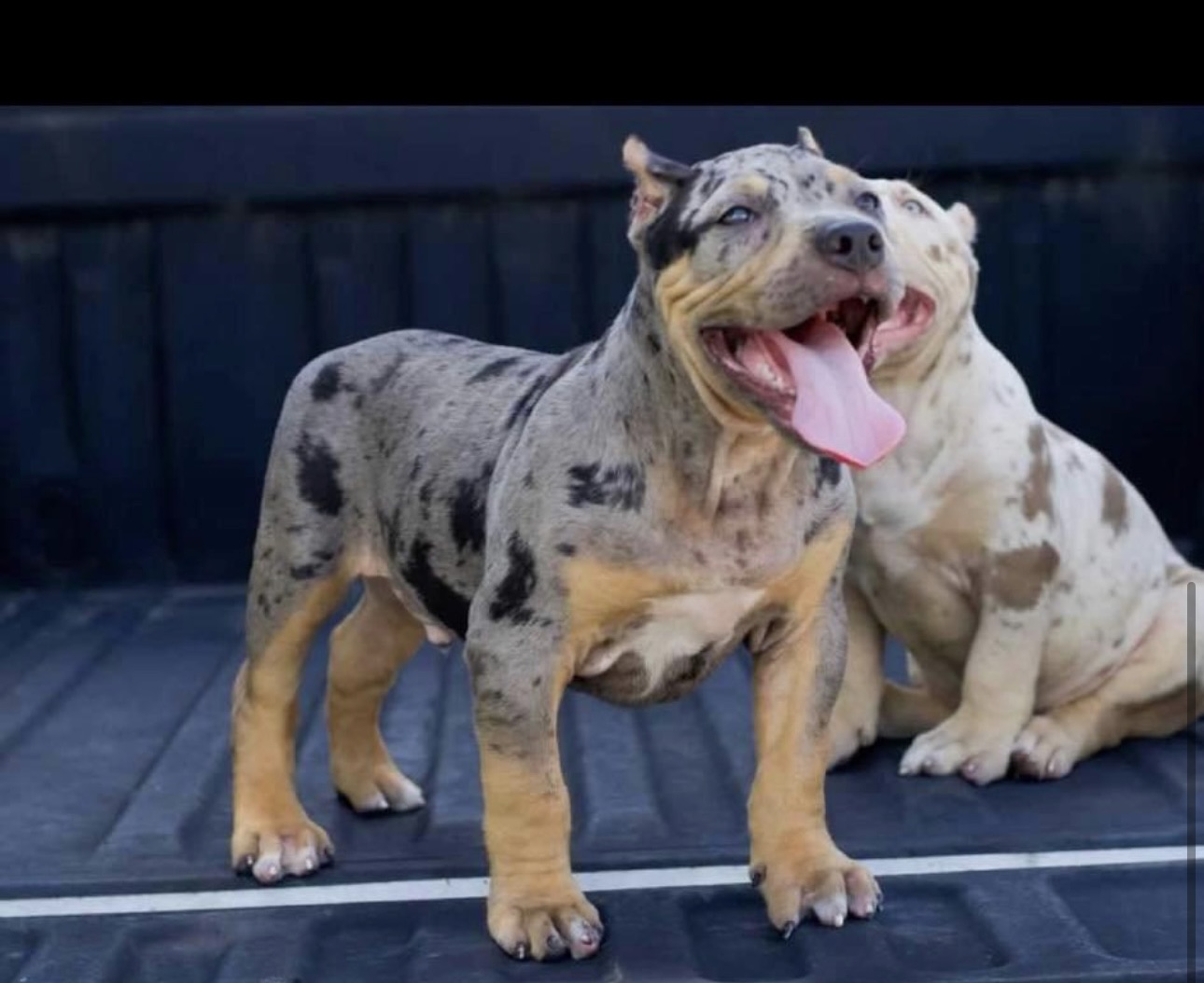 Dog Featured Image