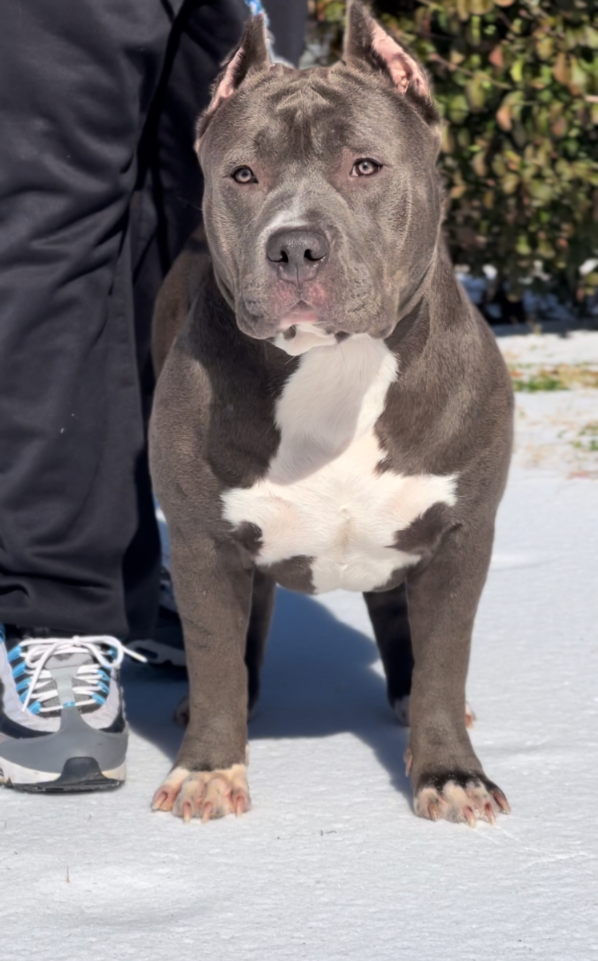 Dog Featured Image