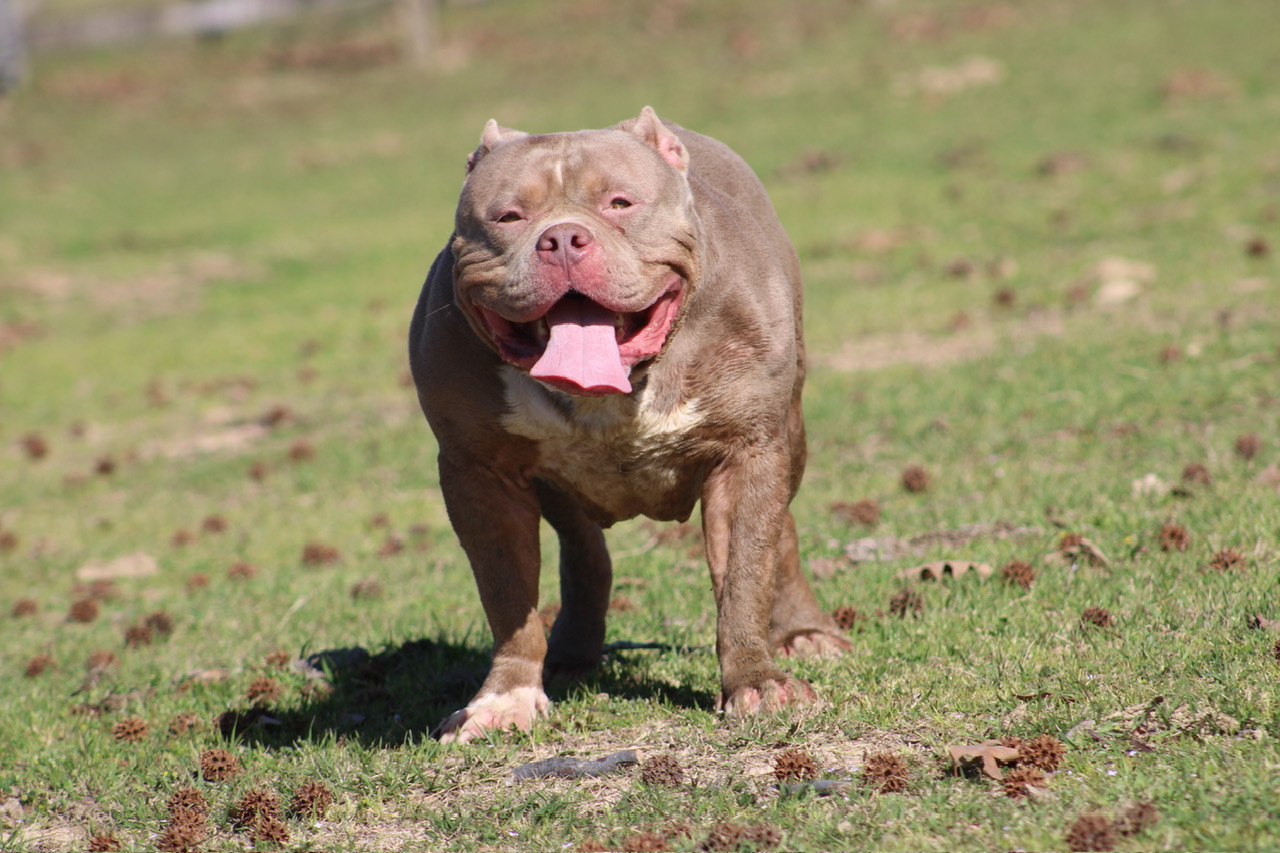 Dog Featured Image