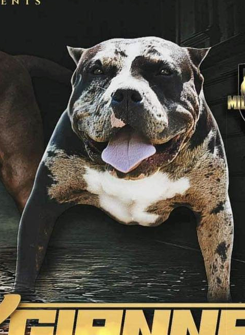 Dog Featured Image