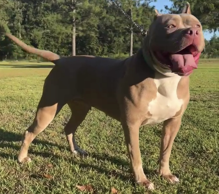 Dog Featured Image