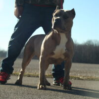 Dog Featured Image