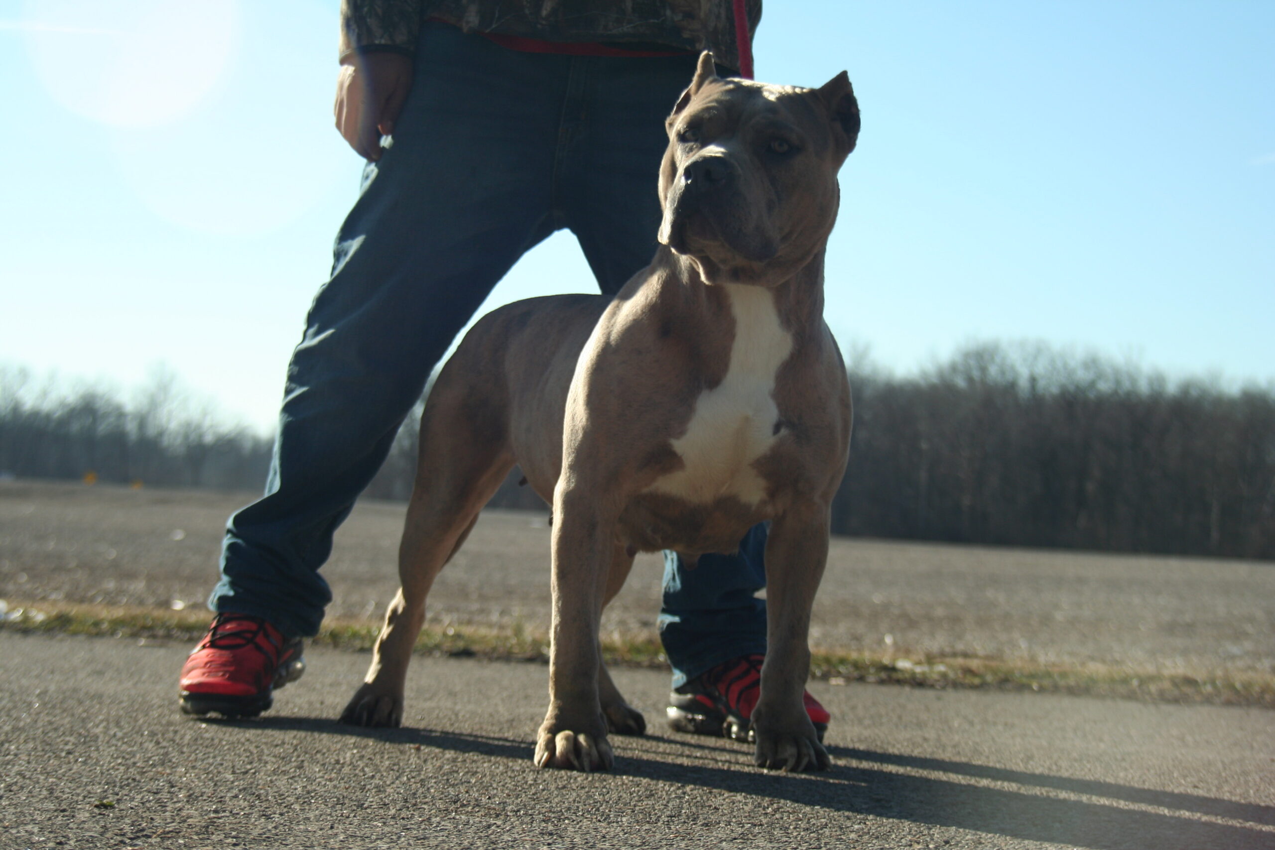 Dog Featured Image