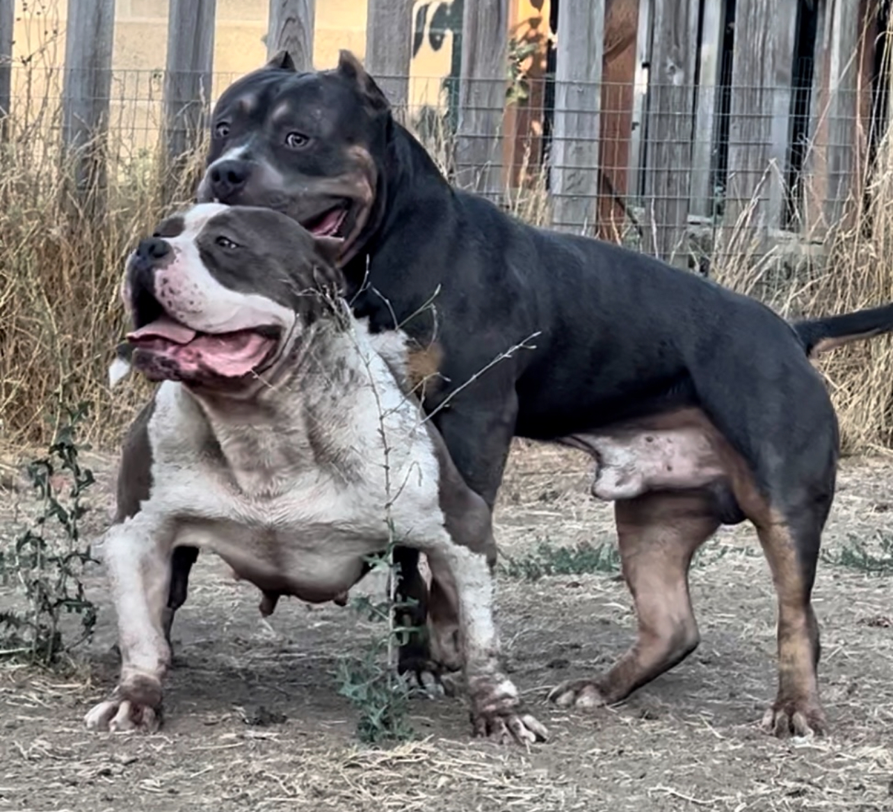 Dog Featured Image
