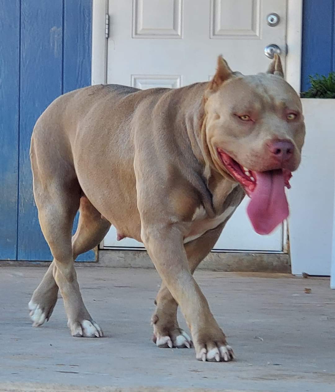Dog Featured Image