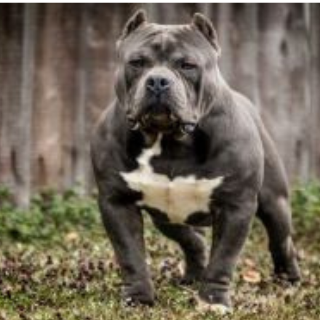 Dog Featured Image