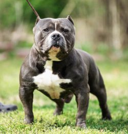 Dog Featured Image