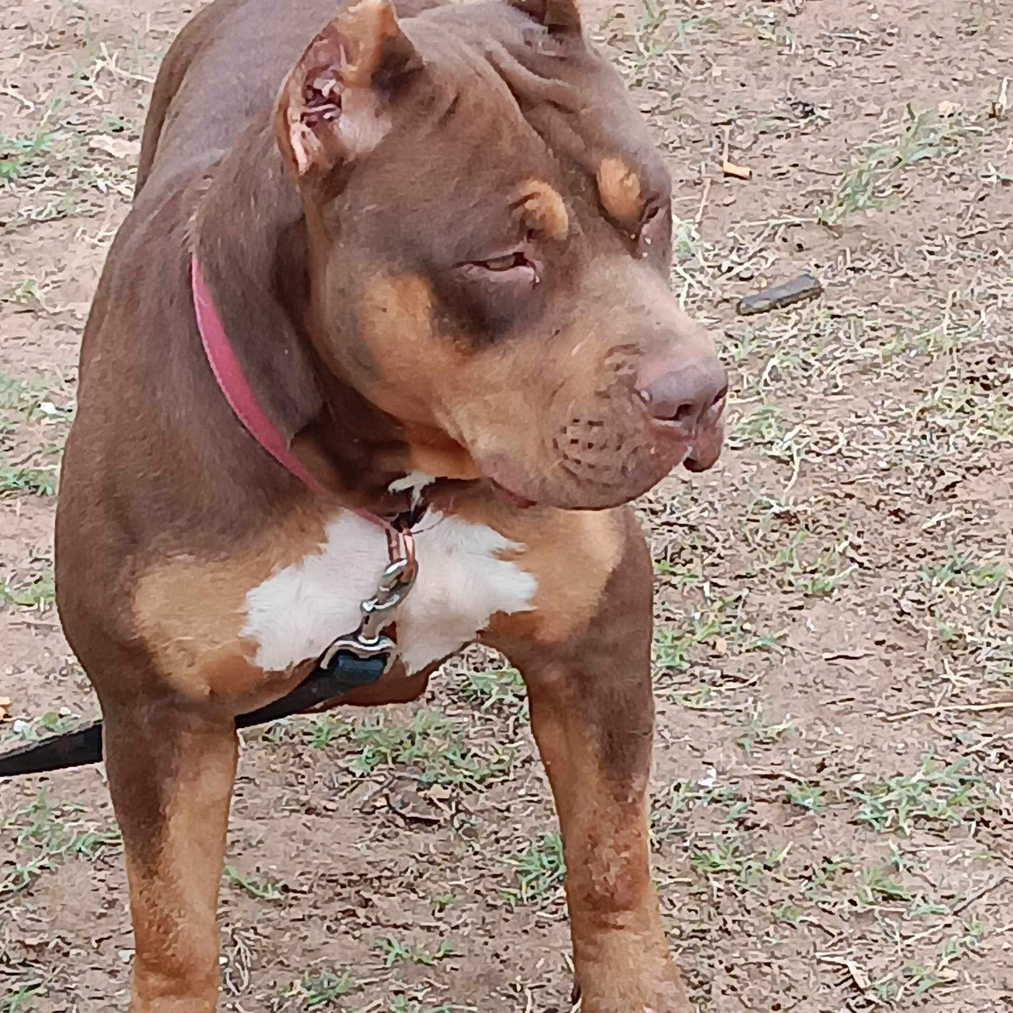 Dog Featured Image