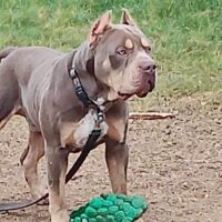 Dog Featured Image