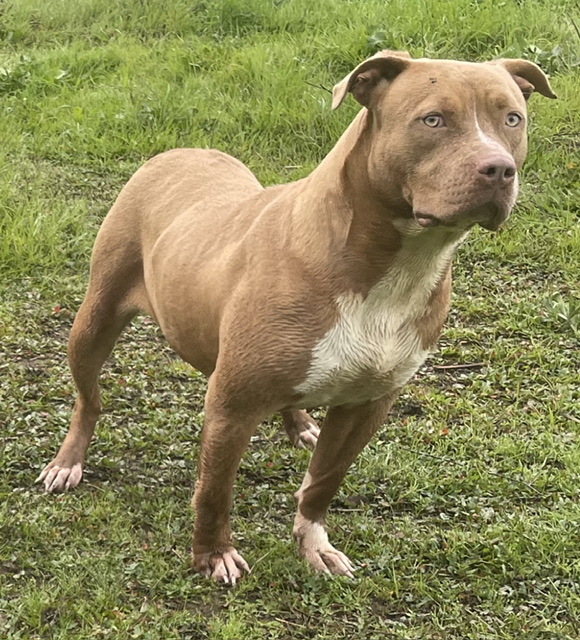 Dog Featured Image
