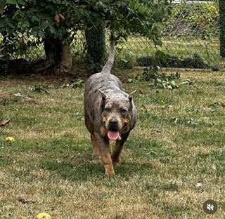 Dog Featured Image