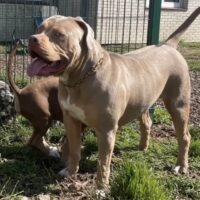 Dog Featured Image