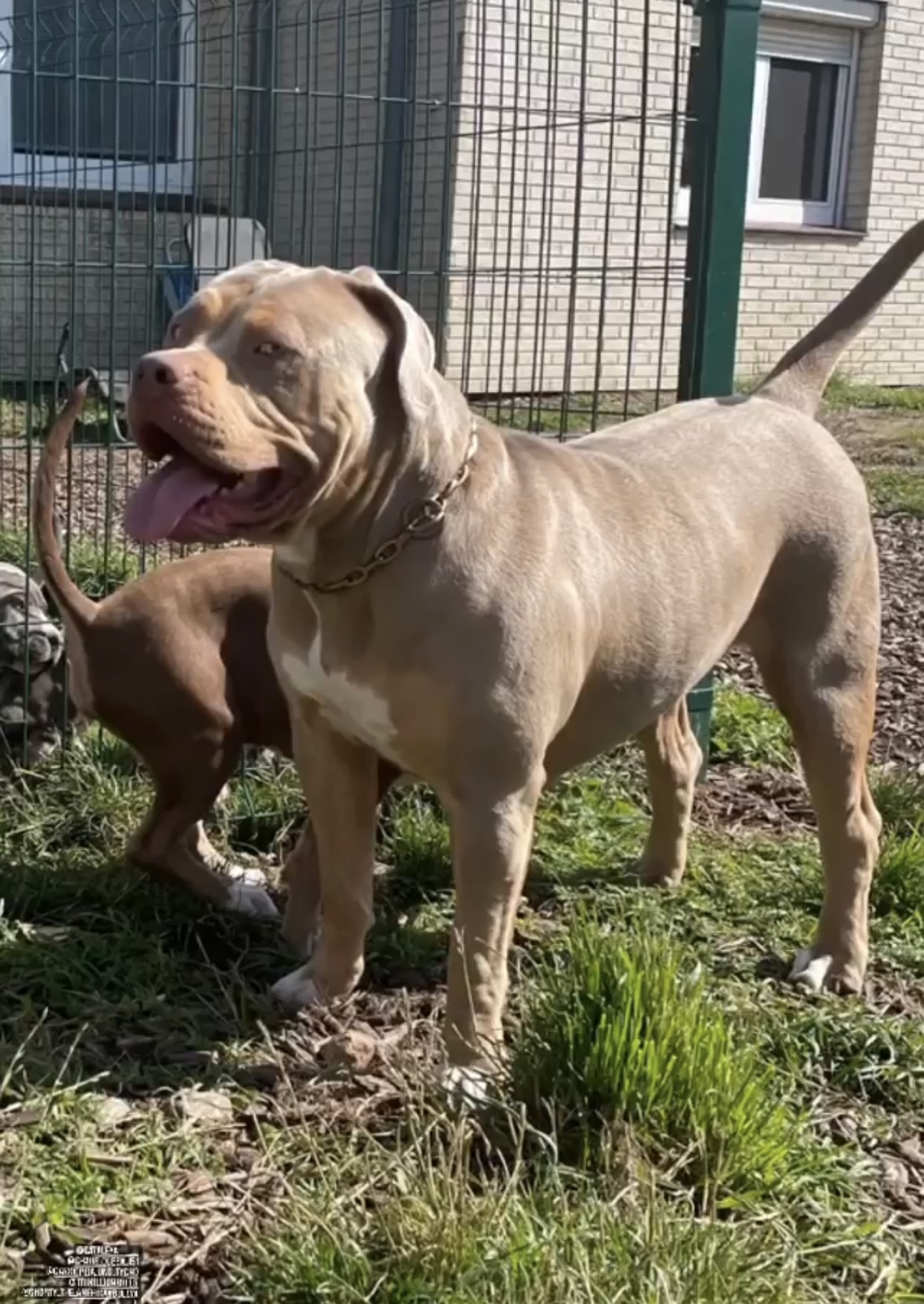 Dog Featured Image