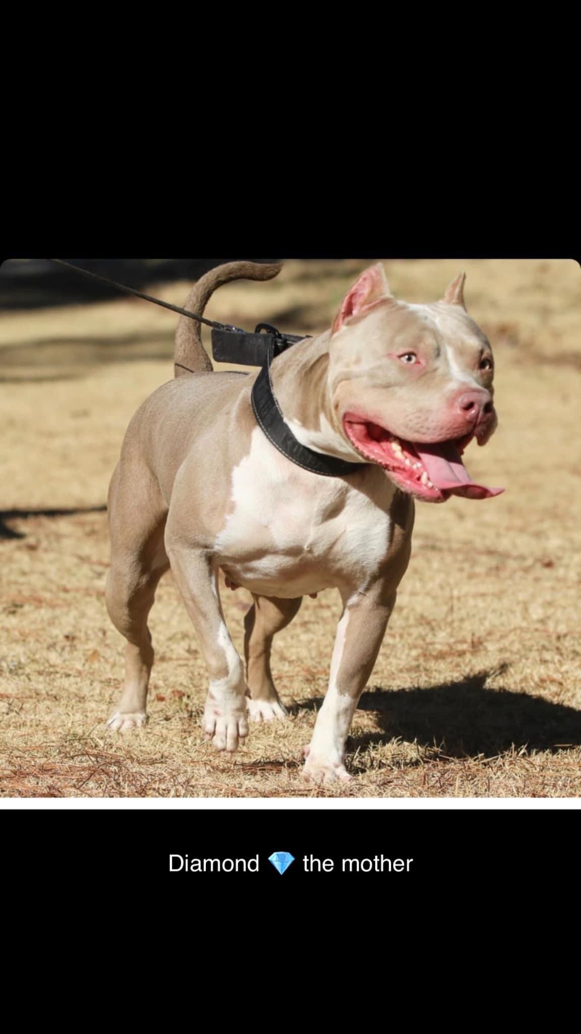 Dog Featured Image