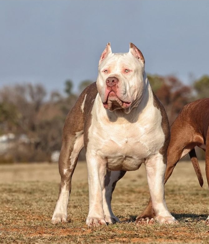 Dog Featured Image