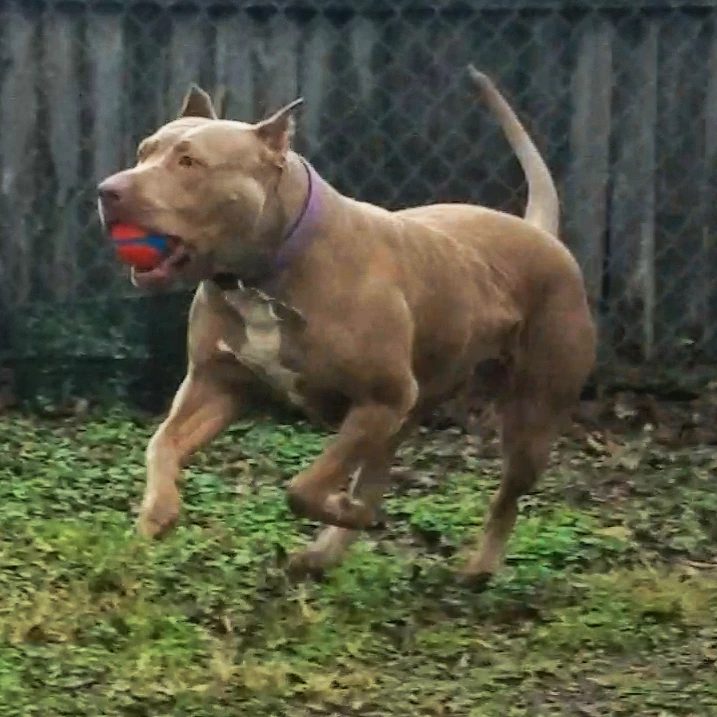 Dog Featured Image