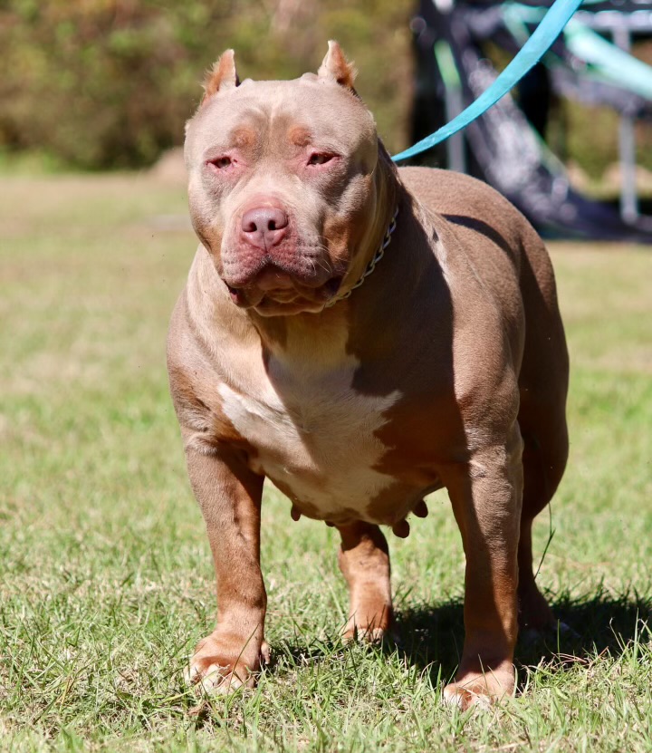 Dog Featured Image