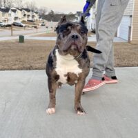 Dog Featured Image