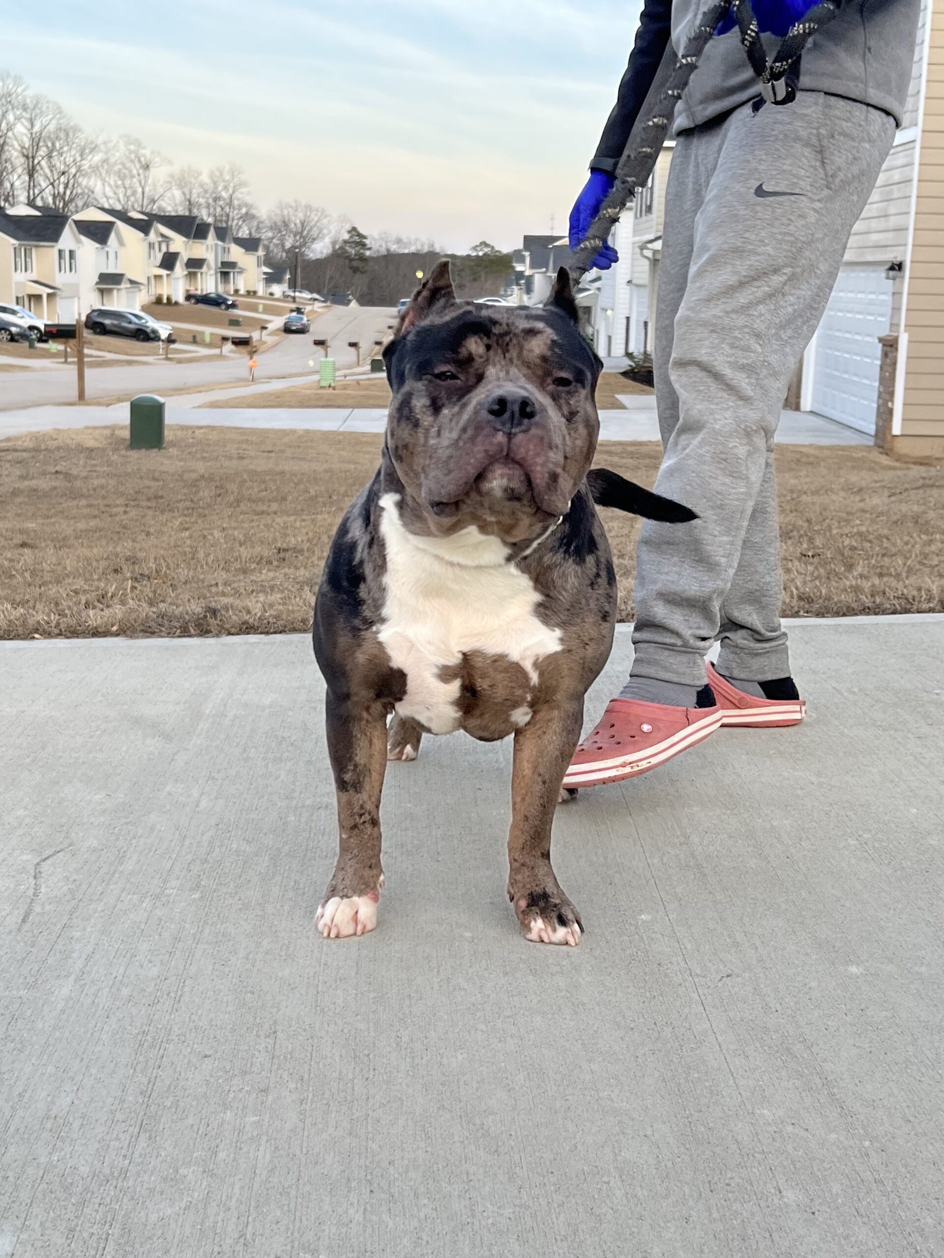 Dog Featured Image