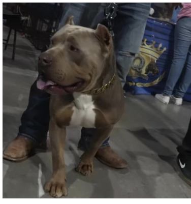 Dog Featured Image