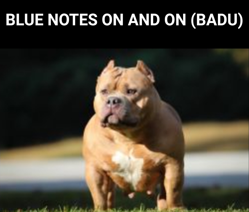 Dog Featured Image