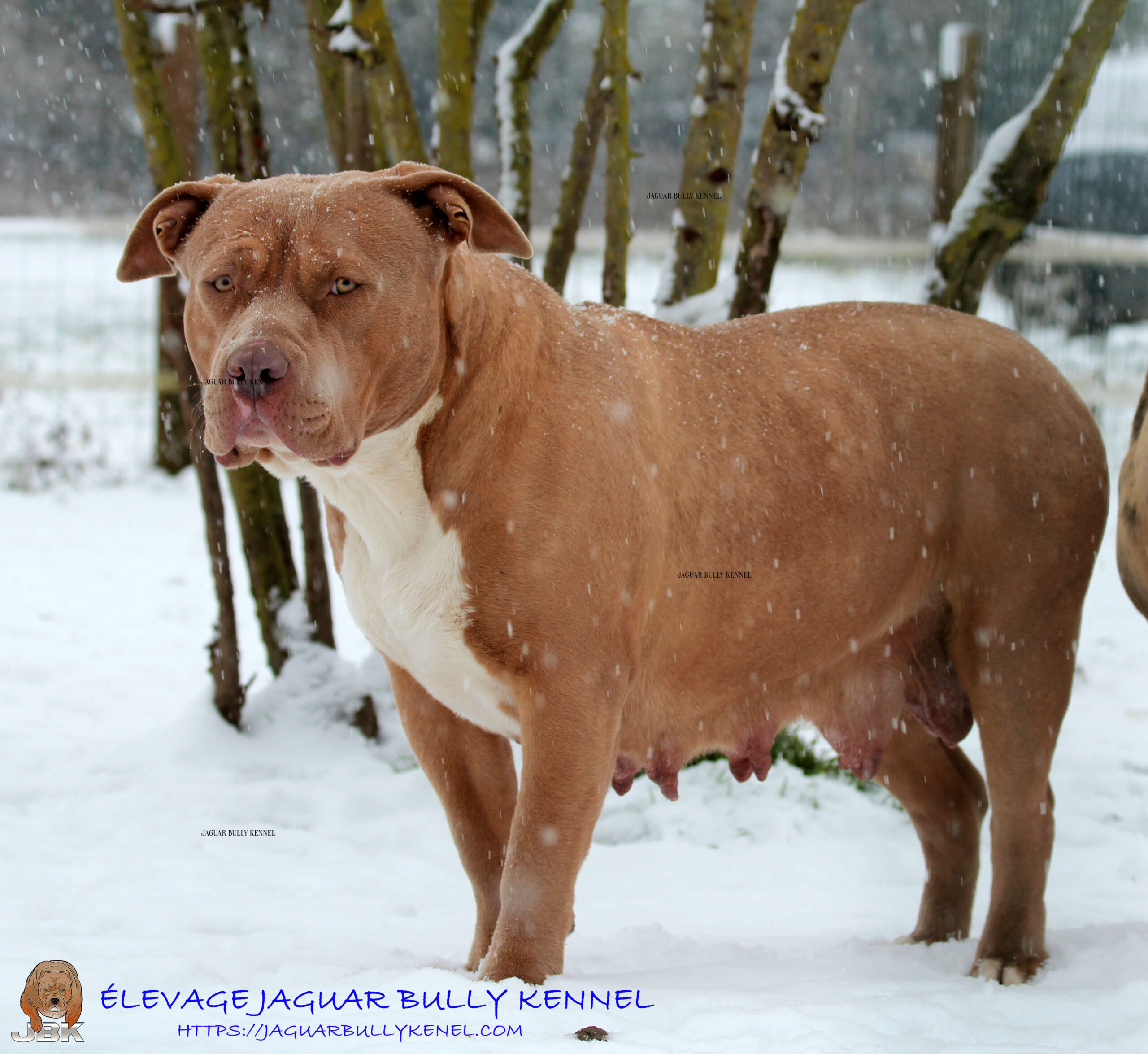 Dog Featured Image