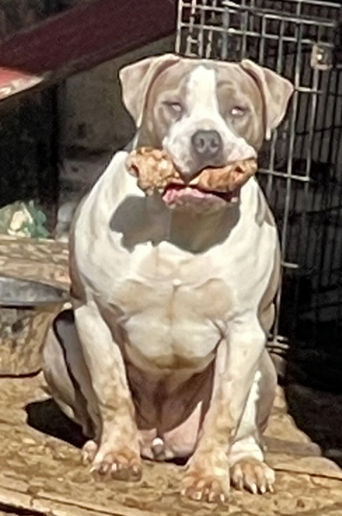 Dog Featured Image