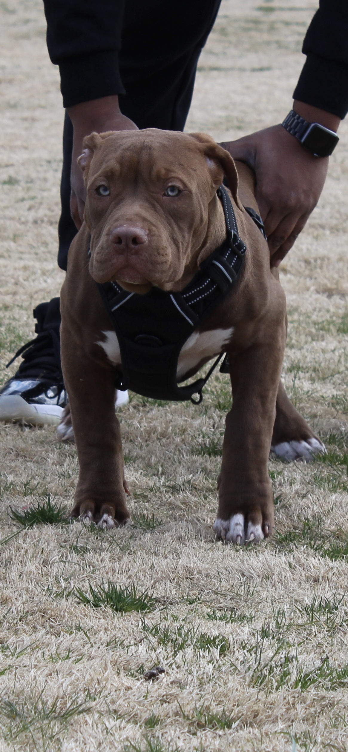 Dog Featured Image