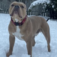 Dog Featured Image